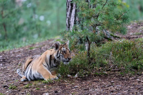 Joven Tigre Siberiano Bengala Cautivo —  Fotos de Stock