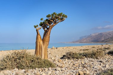socotra çölü sonbaharda yükseldi.