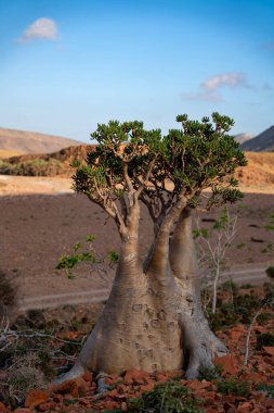 socotra çölü sonbaharda yükseldi.