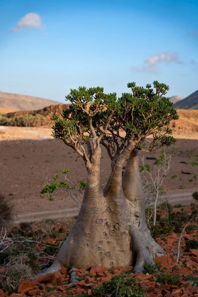 socotra çölü sonbaharda yükseldi.