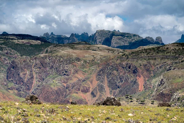 Egzotik ve eşsiz Socotra ejderha ağacı, Dracaena cinnabari