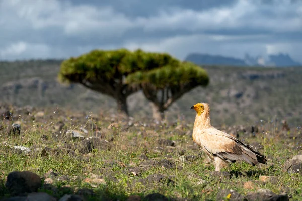 Mısır Akbabası Socotra Adasında Firavunun Tavuğu Olarak Bilinir — Stok fotoğraf