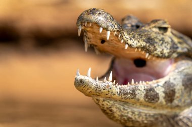 Pantanal 'da tehlikeli kayman