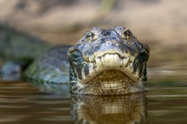 danger yacare caiman in Pantanal clipart