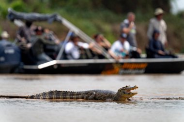 Pantanal 'da tehlikeli kayman