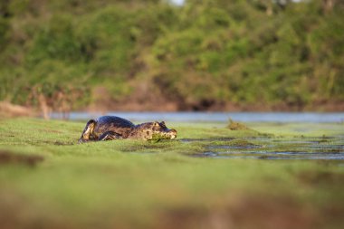 Pantanal 'da tehlikeli kayman