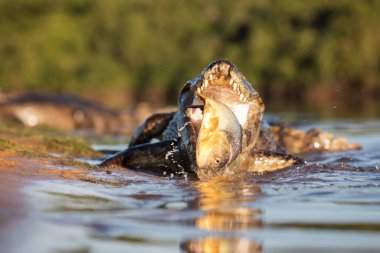 Pantanal 'da tehlikeli kayman balıkçılığı