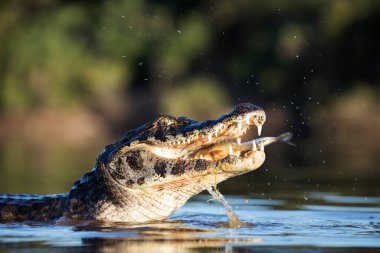 Pantanal 'da tehlikeli kayman balıkçılığı