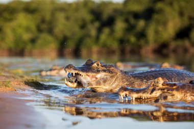 Pantanal 'da tehlikeli kayman balıkçılığı