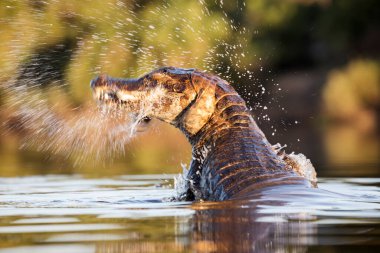 Pantanal 'da tehlikeli kayman balıkçılığı