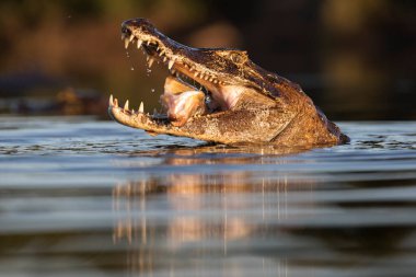 Pantanal 'da tehlikeli kayman balıkçılığı