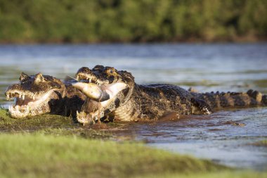 Pantanal 'da tehlikeli kayman balıkçılığı