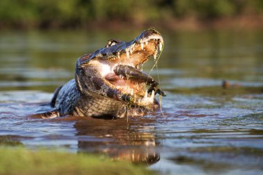 Pantanal 'da tehlikeli kayman balıkçılığı