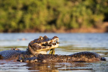 Pantanal 'da tehlikeli kayman balıkçılığı