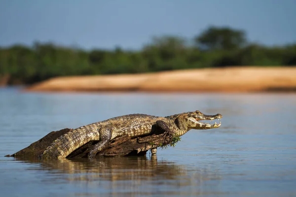 Danger Yacare Caiman Pantanal — Stock Photo, Image