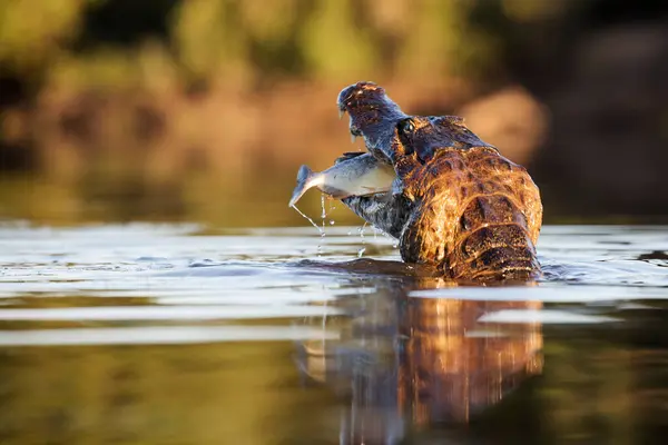 Danger Yacare Caiman Fishing Pantanal — Stock Photo, Image