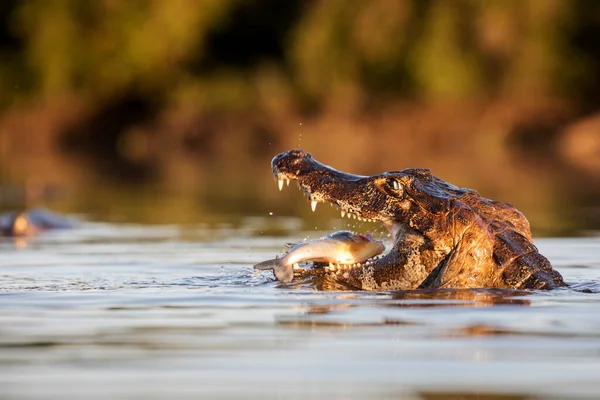 Danger Yacare Caiman Fishing Pantanal — Stock Photo, Image