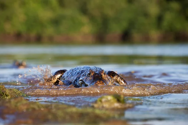 Κίνδυνος Για Την Αλιεία Yacare Caiman Στο Pantanal — Φωτογραφία Αρχείου