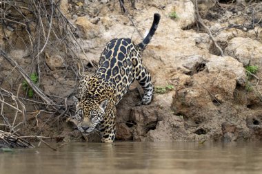 Pantanal ormanında jaguar, Vahşi Yaşam