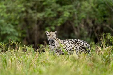 Pantanal ormanında jaguar, Vahşi Yaşam