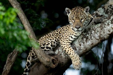 Pantanal ormanında jaguar, Vahşi Yaşam