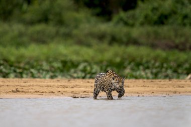 Pantanal ormanında jaguar, Vahşi Yaşam