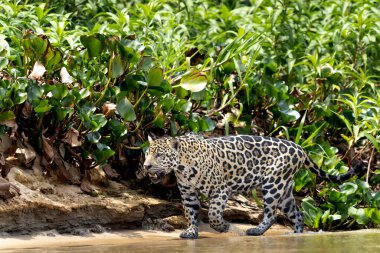 Pantanal ormanında jaguar, Vahşi Yaşam