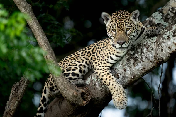 Jaguar Pantanal Jungle Wildlife — Stock Photo, Image