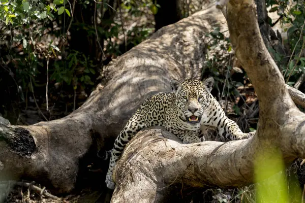 Jaguar Broek Anaal Jungle Wilde Dieren Planten — Stockfoto