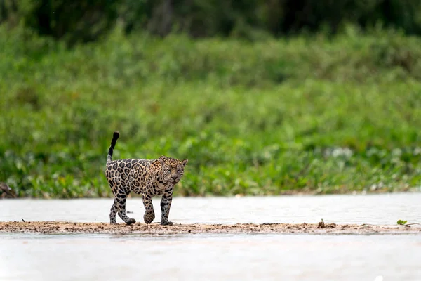 Jaguar Dżungli Pantanalskiej Dzika Przyroda — Zdjęcie stockowe