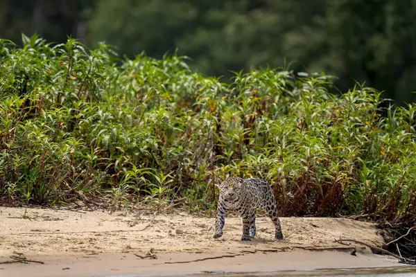 Jaguar Pantanal Dschungel Tierwelt — Stockfoto