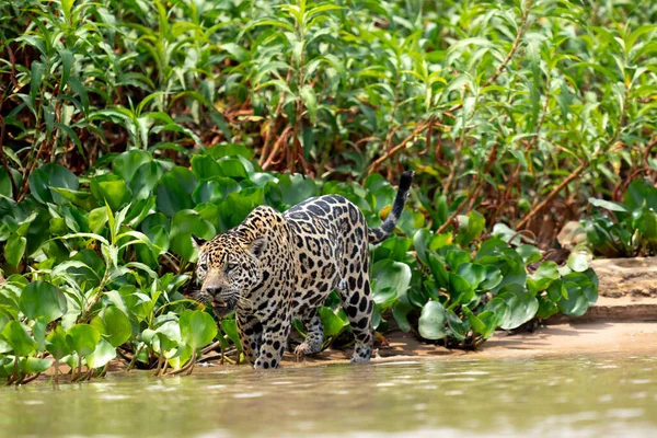 Pantanal ormanında jaguar, Vahşi Yaşam