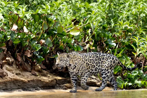 パンタナルジャングル ワイルドライフのジャガー — ストック写真