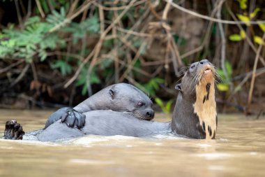 Pantanal 'da Rio Negro' daki dev su samuru.
