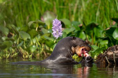 Pantanal 'da Rio Negro' daki dev su samuru.