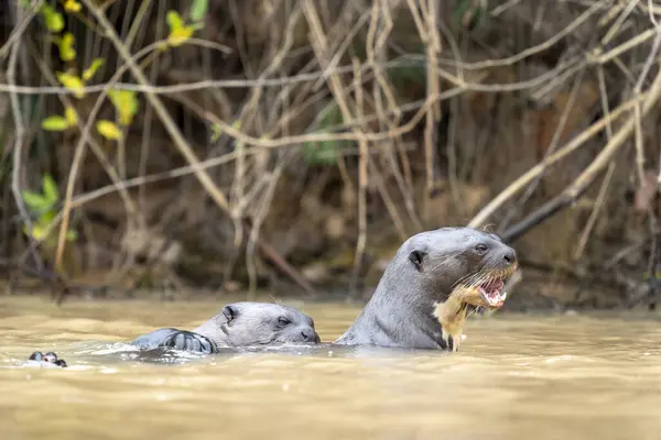 Giant Otter Rio Negro Pantanal — Stock Photo, Image