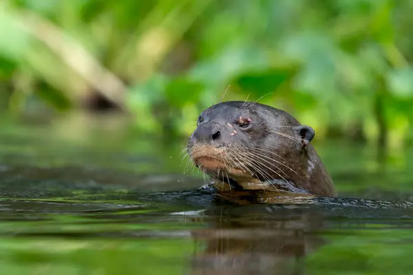 Pantanal 'da Rio Negro' daki dev su samuru.