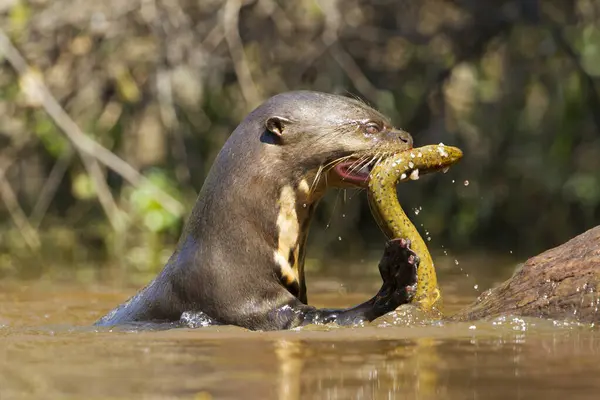 Pantanal 'da Rio Negro' daki dev su samuru.