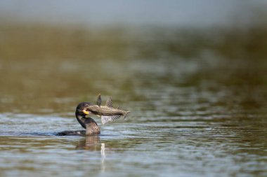 Nehirde tropikal Pantanal 'da neotropik karabatak avı