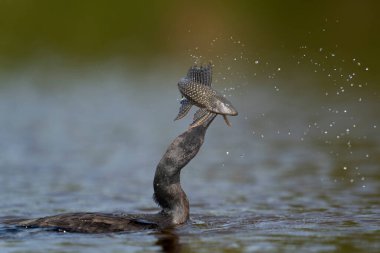 Nehirde tropikal Pantanal 'da neotropik karabatak avı