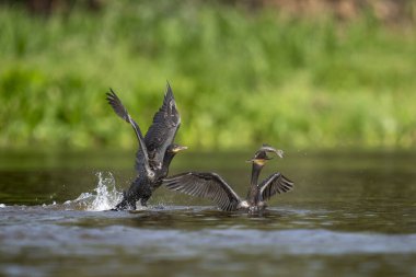 Nehirde tropikal Pantanal 'da neotropik karabatak avı