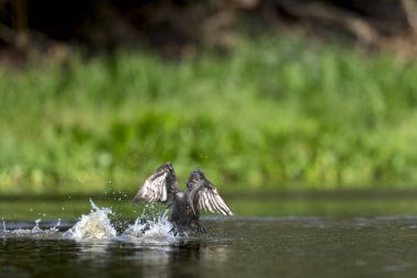 Nehirde tropikal Pantanal 'da neotropik karabatak avı