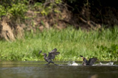 Nehirde tropikal Pantanal 'da neotropik karabatak avı