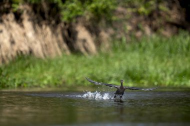 Nehirde tropikal Pantanal 'da neotropik karabatak avı