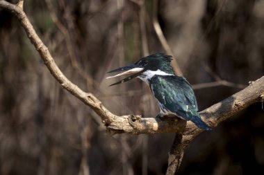 Tropikal Pantanal 'da balıklı Amazon balıkçısı