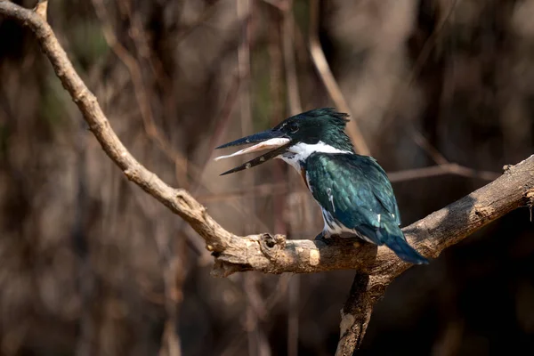 Tropikal Pantanal 'da balıklı Amazon balıkçısı