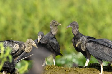 Tropikal Pantanal 'da kara akbaba