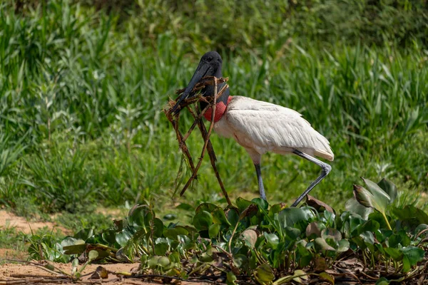 Jabiru leyleği tropikal Pantanal 'da