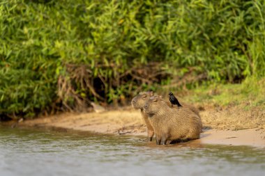 Tropikal Pantanal 'da capybara