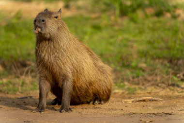 Tropikal Pantanal 'da capybara